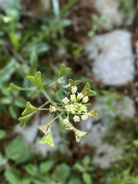Capsella bursa-pastoris (L.) Medik.