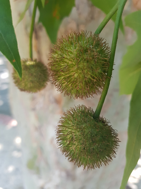 Seed Pods, June. This photo is available under the Creative Commons CC-BY-NC 4.0.