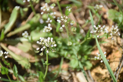 Noccaea perfoliata (L.) Al-Shehbaz