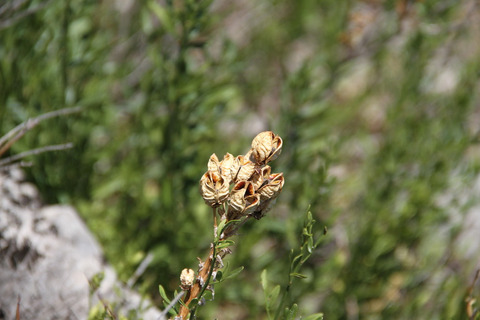 Via inaturalist. Licensed under Attribution-NonCommercial 4.0.International.