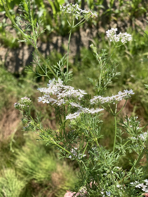 Via inaturalist. Licensed under Attribution-NonCommercial 4.0.International.