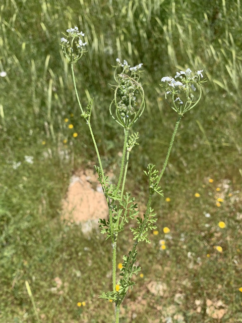Via inaturalist. Licensed under Attribution-NonCommercial 4.0.International.