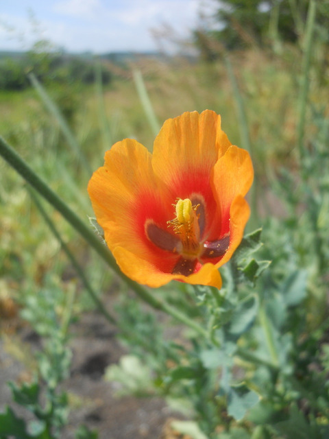 Via inaturalist. Licensed under Attribution-NonCommercial 4.0.International.