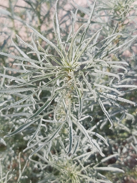 Via inaturalist. Licensed under Attribution-NonCommercial 4.0.International.
