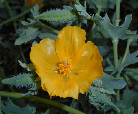 Glaucium flavum Crantz