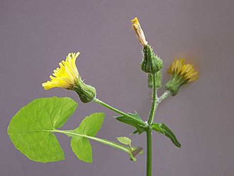 Wikidata