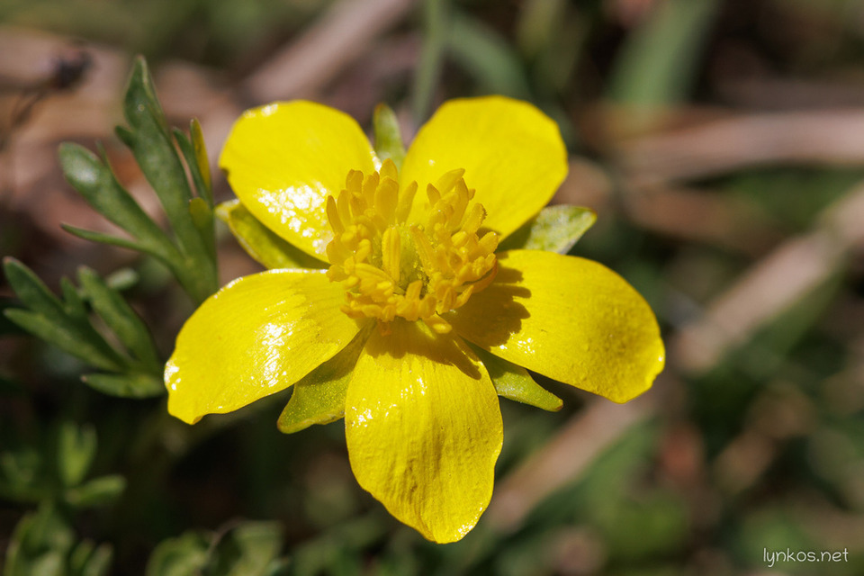 Via inaturalist. Licensed under Attribution-NonCommercial 4.0.International.