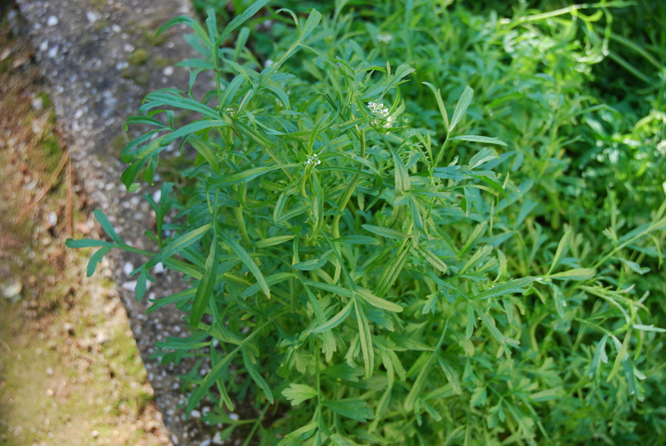 Via inaturalist. Licensed under Attribution-NonCommercial 4.0.International.