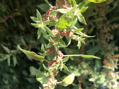 Parietaria judaica L.