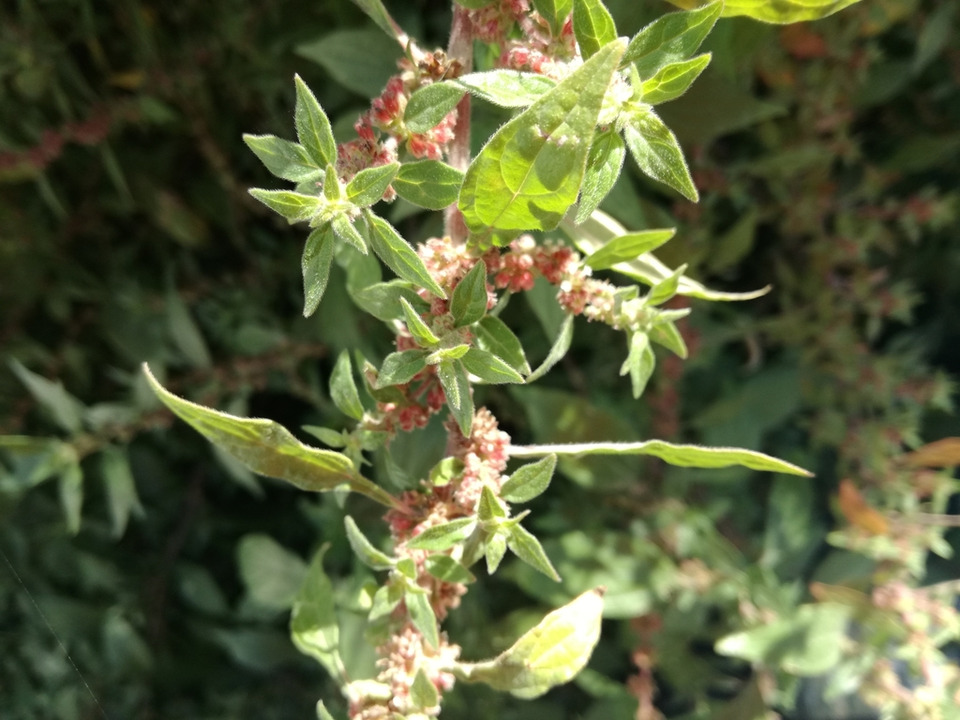 Via inaturalist. Licensed under Attribution-NonCommercial 4.0.International.