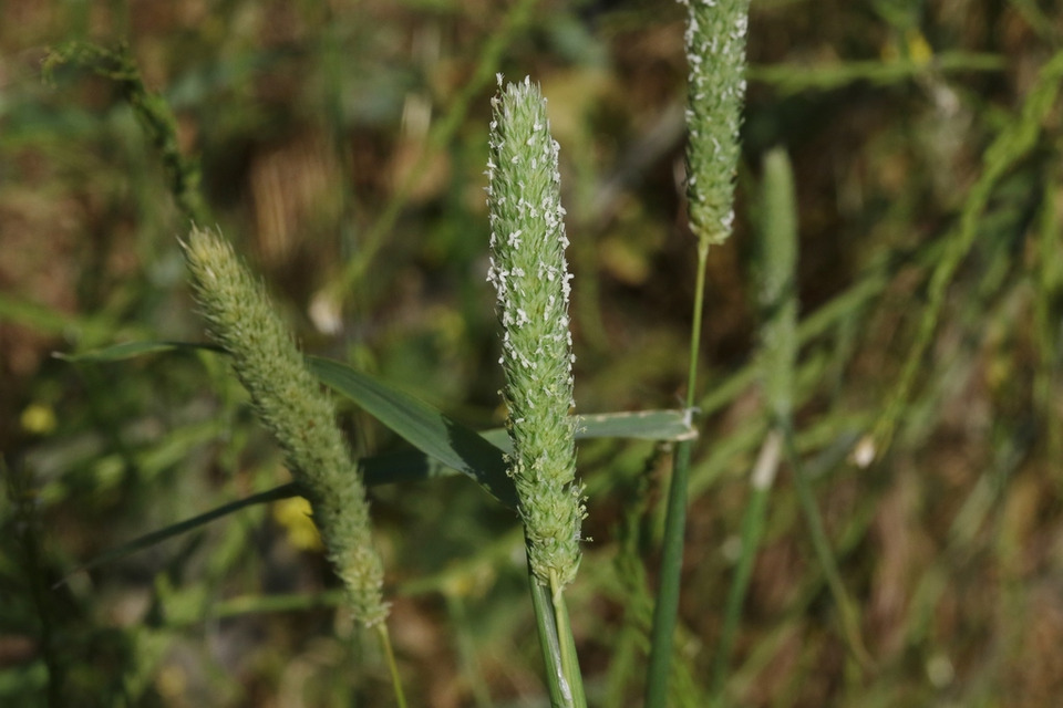Via inaturalist. Licensed under Attribution-NonCommercial 4.0.International.