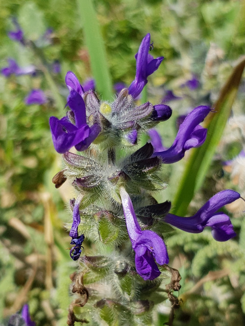 Via inaturalist. Licensed under Attribution-NonCommercial 4.0.International.