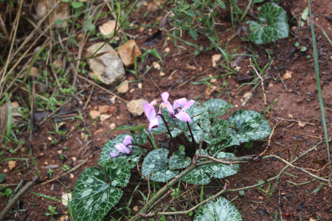 Flowers & Leaves, January. This photo is available under the Creative Commons CC-BY-NC 4.0 License.