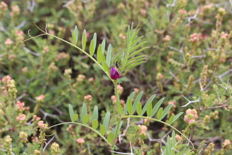 Vicia lathyroides L.