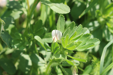 Ononis biflora Desf.