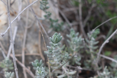 Teucrium polium L.