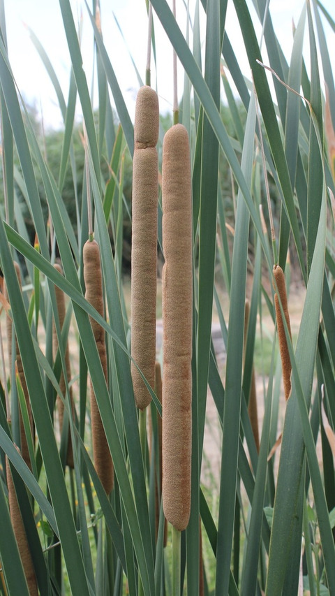 Via inaturalist. Licensed under Attribution-NonCommercial 4.0.International.
