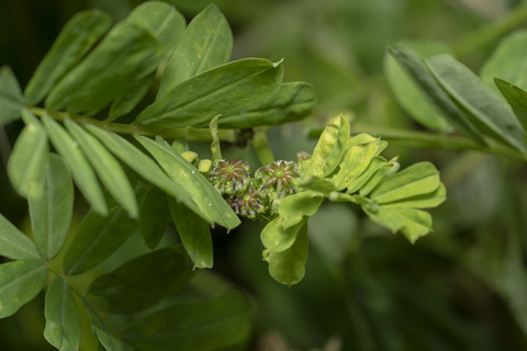 Via inaturalist. Licensed under Attribution-NonCommercial 4.0.International.