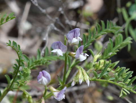 Via inaturalist. Licensed under Attribution-NonCommercial 4.0.International.