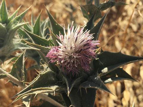Via inaturalist. Licensed under Attribution-NonCommercial 4.0.International.