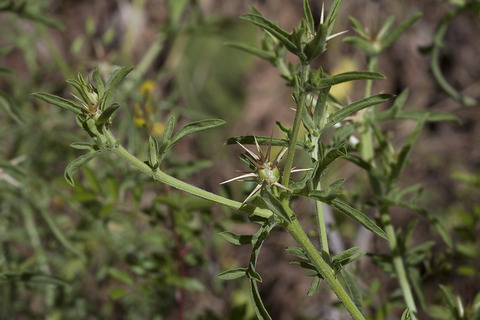 Via inaturalist. Licensed under Attribution-NonCommercial 4.0.International.