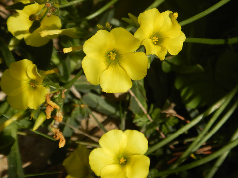 Oxalis pes-caprae L.