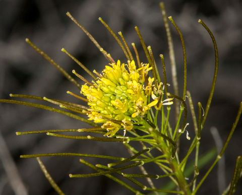 Sisymbrium irio L.