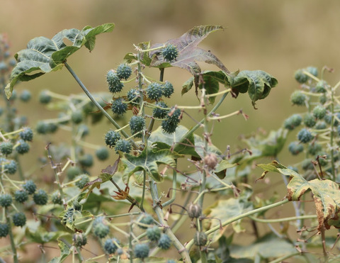 Ricinus communis L.