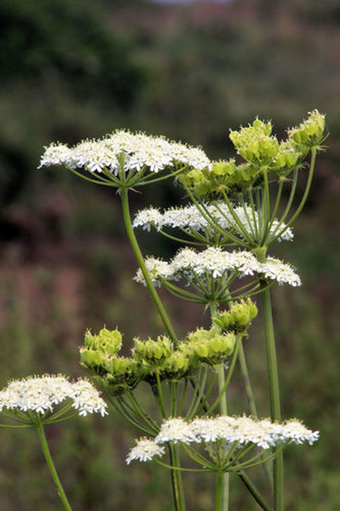 Pimpinella anisum L.