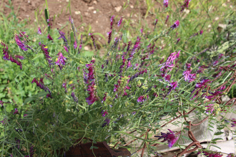 Flowers & Leaves, May. This photo is available under the Creative Commons CC-BY-NC 4.0.
