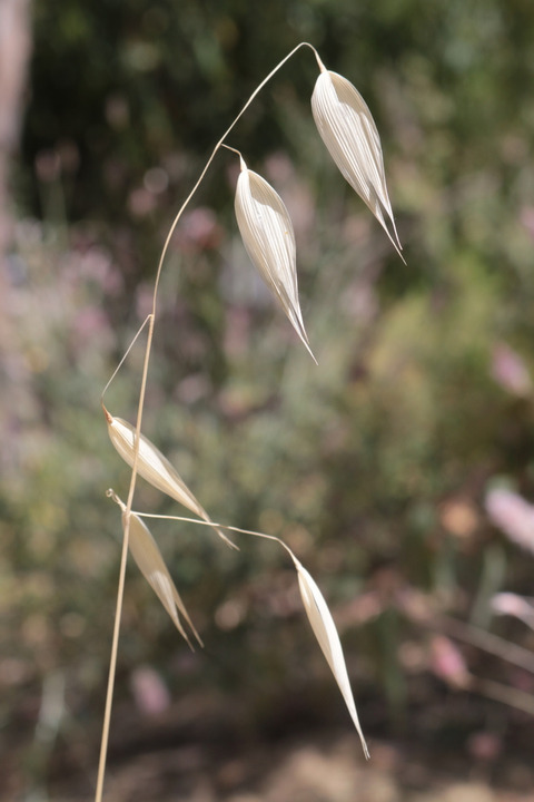 Via inaturalist. Licensed under Attribution-NonCommercial 4.0.International.