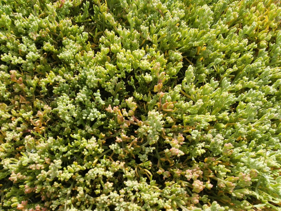 Via inaturalist. Licensed under Attribution-NonCommercial 4.0.International.