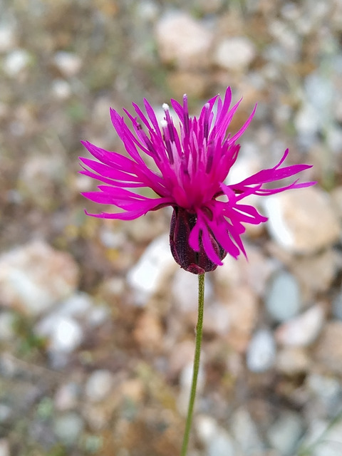Crupina crupinastrum (Moris) Vis.