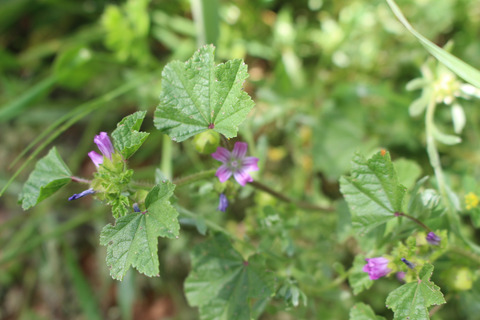 Malva parviflora L.
