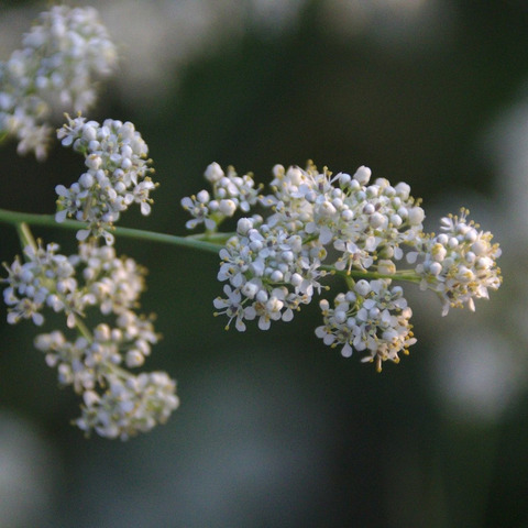 Via inaturalist. Licensed under Attribution-NonCommercial 4.0.International.