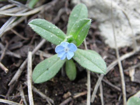 Via inaturalist. Licensed under Attribution-NonCommercial 4.0.International.