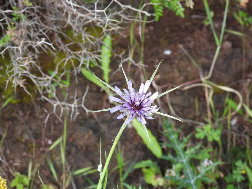 Via inaturalist. Licensed under Attribution-NonCommercial 4.0.International.