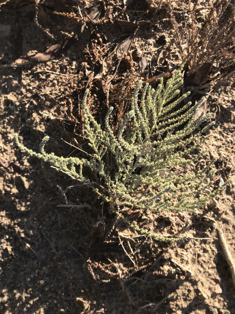 Via inaturalist. Licensed under Attribution-NonCommercial 4.0.International.