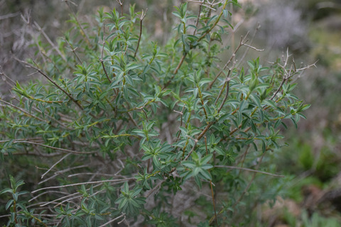 Leaves, January. This photo is available under the Creative Commons CC-BY-NC 4.0 License.
