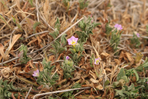 Via inaturalist. Licensed under Attribution-NonCommercial 4.0.International.
