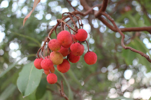 Fruits, October. This photo is available under the Creative Commons CC-BY-NC 4.0.