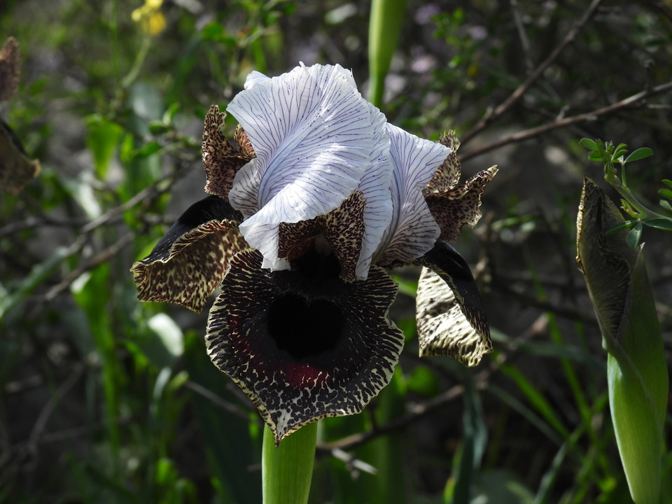 Via inaturalist. Licensed under Attribution-NonCommercial 4.0.International.