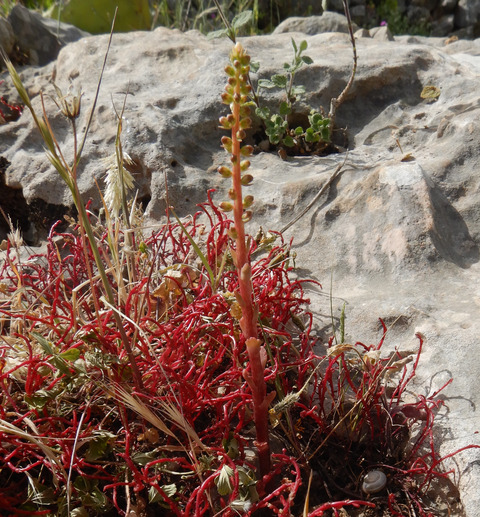 Sedum microcarpum (Sibth. & Sm.) Schönland