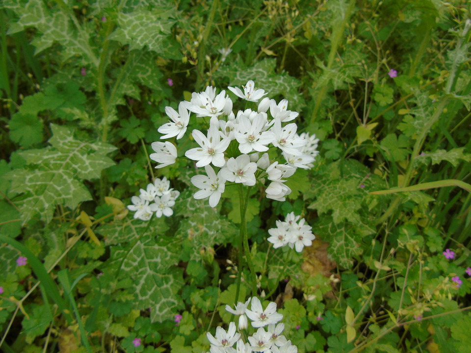 Via inaturalist. Licensed under Attribution-NonCommercial 4.0.International.