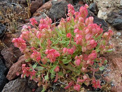 Rumex vesicarius L.