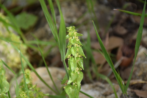 Cruciata articulata (L.) Ehrend.