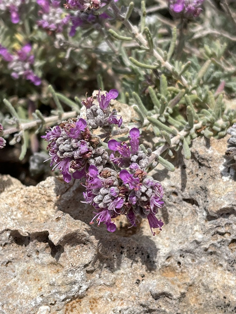 Via inaturalist. Licensed under Attribution-NonCommercial 4.0.International.