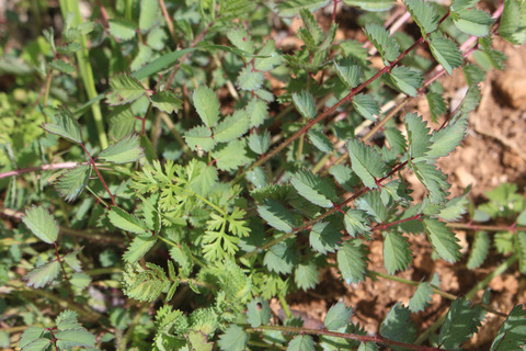 Leaves, March. This photo is available under the Creative Commons CC-BY-NC 4.0 License.