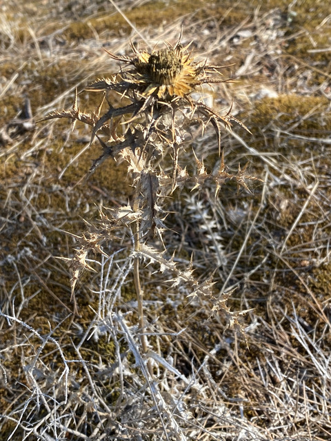 Via inaturalist. Licensed under Attribution-NonCommercial 4.0.International.