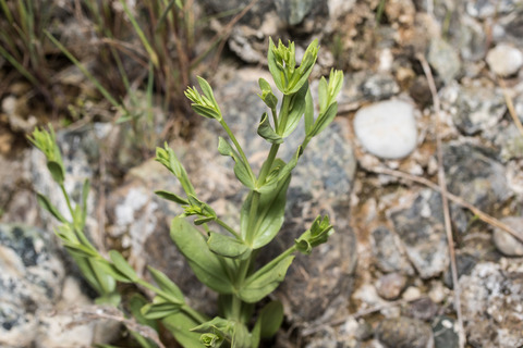 Via inaturalist. Licensed under Attribution-NonCommercial 4.0.International.